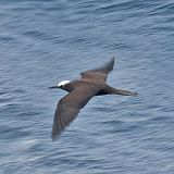 Black Noddy