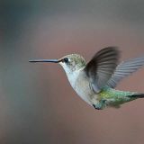 Female - Littleton, Colorado - July 29, 2010