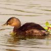 Least Grebe