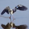 Tricolored Heron