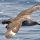 South Polar Skua