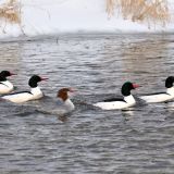 Common Merganser in winter