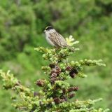 Glen Alps section of Chugach State Park, Anchorage, Alaska - July 9, 2012