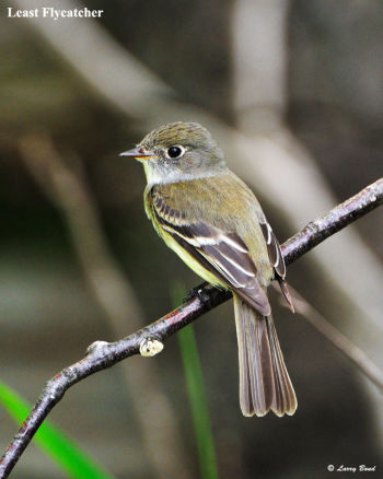 Least Flycatcher