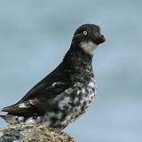 Antone Wall, St. Paul Island, AK