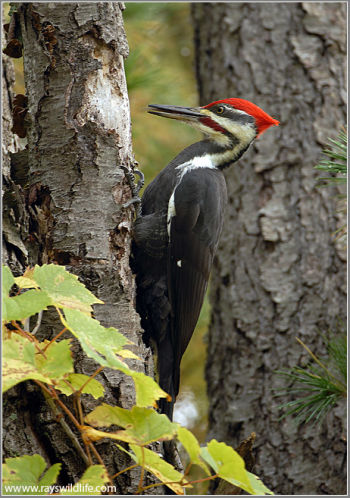 Male Pileated Woodpecker