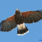 In flight - near Monument, Lea Co.; 28 Dec 2008