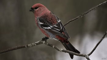 Pine Grosbeak Male
