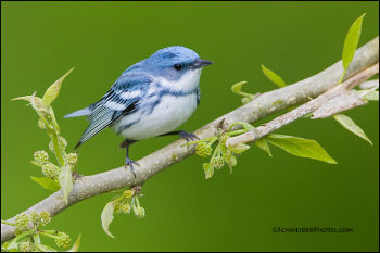 Male Cerulean Warbler