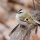 Golden-crowned Kinglet