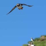 Atlantic Puffin Newfoundland