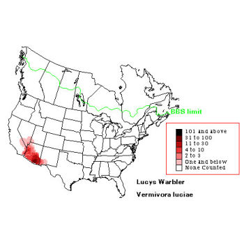 Lucy's Warbler distribution map