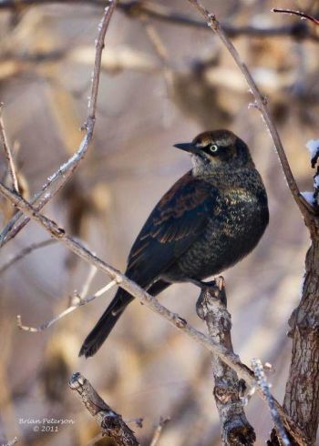 Rusty Blackbird