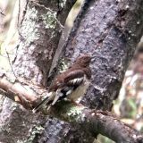 Aztec Thrush