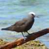 Brown Noddy