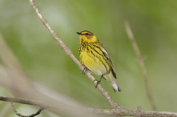 Male Cape May Warbler