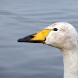 Whooper Swan