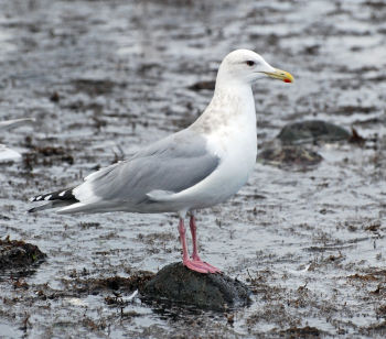 Adult plumage