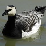 Barnacle Goose