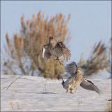 fighting for dominance and breeding rights at a lek west of Steamboat Springs -  April 2010