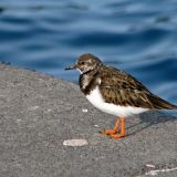 Ruddy Turnstone