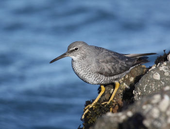 Breeding plumage - April 17.