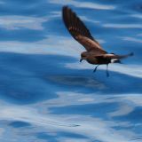 Wedge-rumped Storm-Petrel