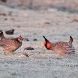 Milnesand, New Mexico - 10th Annual Prairie Chicken Festival - April 17.