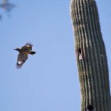 In flight -  Tucson, Arizona, US - September 25, 2008