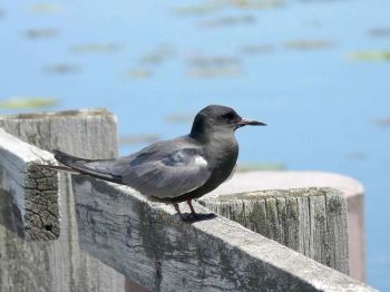 Pt. Pelee National Park -- Ontario May 2009