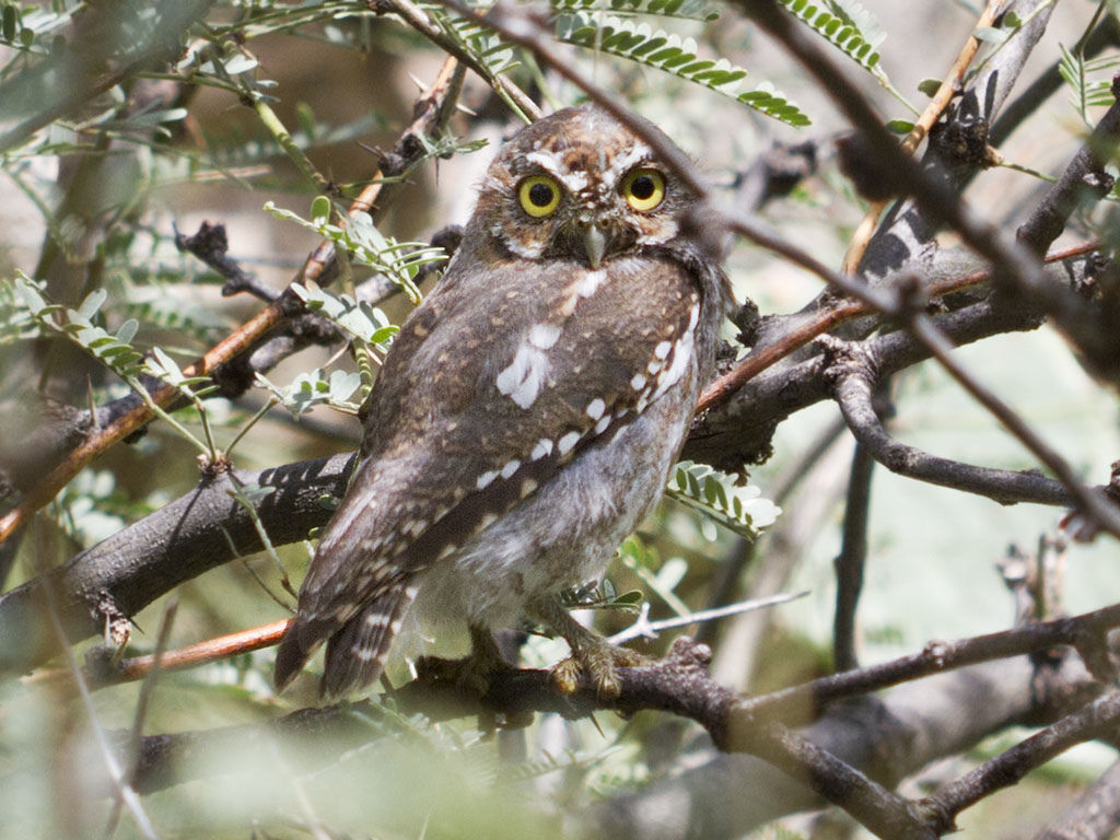 Elf Owl - eBirdr