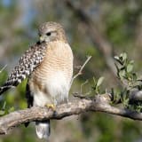 Lighter Florida bird - Ding Darling National Wildlife Refuge, Sanibel Island