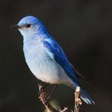 Yellowstone NP - July 15, 2011