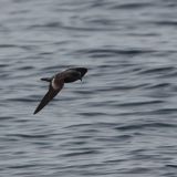 Ashy Storm-Petrel