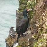 Red-faced Cormorant