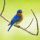 Eastern Bluebird