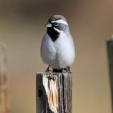 Male - Foothills, Albuquerque, NM, US - November 14, 2011