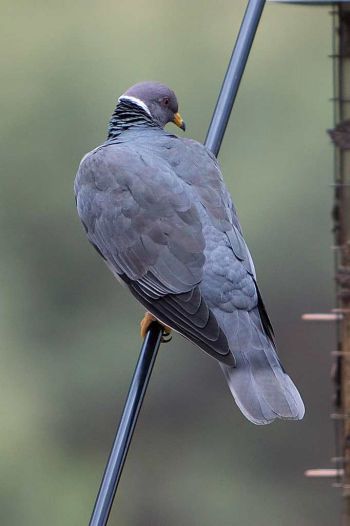 Band-tailed Pigeon