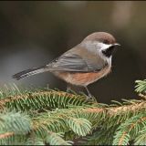 Sax-Zim Bog, MN - January 27, 2013