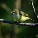 White-eyed Vireo