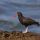 American Black Oystercatcher