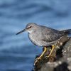 Wandering Tattler