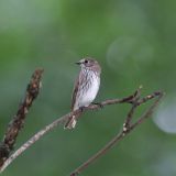 Gray-spotted Flycatcher