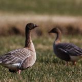 Pink-footed Goose