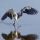 Tricolored Heron