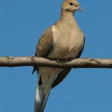 Mourning Dove