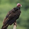 Turkey Vulture