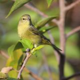 Orange-crowned Warbler