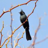 Phainopepla