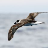 Black-capped Petrel